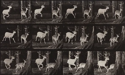 Animal Locomotion, Plate 686